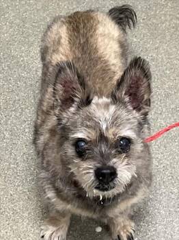 Rescue Yorkshire Terrier and Pug Dogs for Adoption in Las Vegas, Nevada - MAC | PetCurious