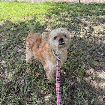 Ewok -  Yorkshire Terrier Dog for Adoption in Carencro, Louisiana - Ewok | PetCurious