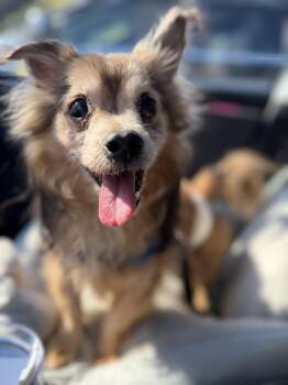 Papillon Dogs Available for Adoption in Stamford, Connecticut - Huckie | PetCurious