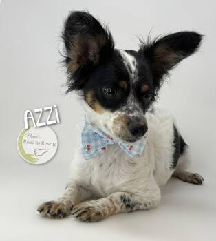 Azzi -  Papillon and Yorkshire Terrier Dog for Adoption in Benton, Louisiana - Azzi | PetCurious