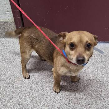 Chihuahua Dogs Available for Adoption in Ardmore, Oklahoma - Baker | PetCurious
