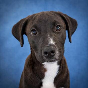 Ross -  Mixed Breed Dog for Adoption in Mankato, Minnesota - Ross | PetCurious