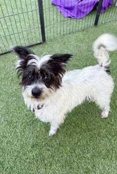Rescue Terrier Dogs for Adoption in Agoura Hills, California - Tucker | PetCurious