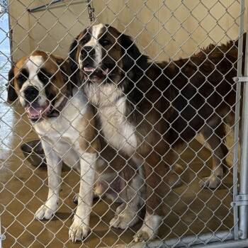 Saint Bernard Dogs Available for Adoption in Magnolia, Texas - Otis & Bourbon | PetCurious