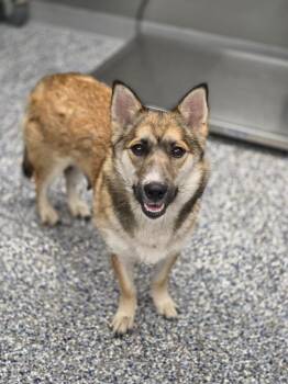 Darling -  Swedish Vallhund and Mixed Breed Dog for Adoption in Carthage, Missouri - Darling | PetCurious