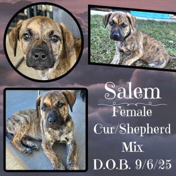 Rescue Black Mouth Cur and German Shepherd Dog Dogs for Adoption in Caldwell, Texas - Salem | PetCurious