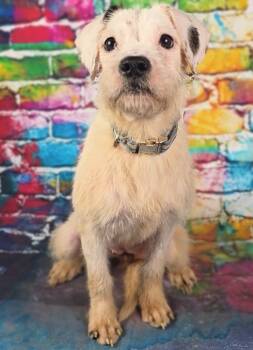 Rescue Labrador Retriever Dogs for Adoption - Roxie | PetCurious