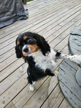 Betty -  Cavalier King Charles Spaniel Dog Available for Adoption in Dyer, Indiana - Betty | PetCurious