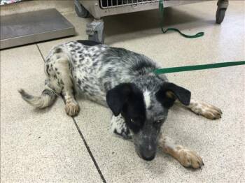 Australian Cattle Dog Blue Heeler and Mixed Breed Dogs Available for Adoption - FANTA | PetCurious