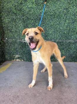 Mixed Breed Dogs Available for Adoption - 57972456 | PetCurious