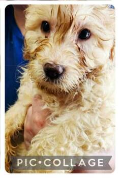 Cooper -  Australian Shepherd and Standard Poodle Dog for Adoption in Newport, Kentucky - Cooper | PetCurious