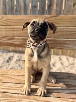 Tallulah -  Shepherd and Mixed Breed Dog for Adoption in Muskegon, Michigan - Tallulah | PetCurious