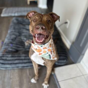 Rescue American Staffordshire Terrier and Pit Bull Terrier Dogs for Adoption in Warrenville, Illinois - Tamatoa | PetCurious