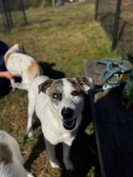 Rescue Great Pyrenees Dogs for Adoption in Lebanon, Tennessee - Wendy | PetCurious