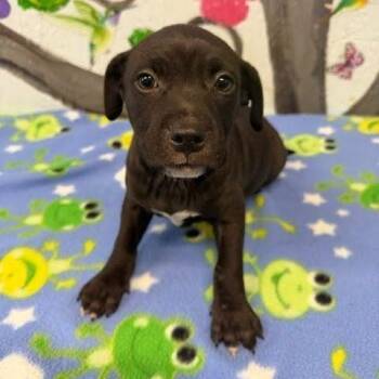 Black Mouth Cur and Mixed Breed Dogs Available for Adoption in Hattiesburg, Mississippi - Flynn | PetCurious
