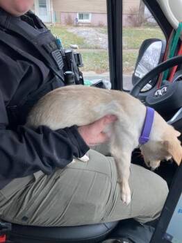 Coco-Bella -  Mixed Breed Dog for Adoption in Cincinnati, Ohio - Coco-Bella | PetCurious