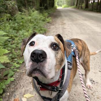 Boston -  American Bulldog Dog for Adoption in New Boston, New Hampshire - Boston | PetCurious