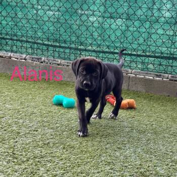 ALANIS -  Labrador Retriever Dog for Adoption in West Palm Beach, Florida - ALANIS | PetCurious