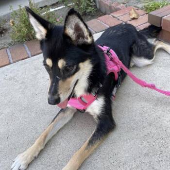 Kallie (Magnolia) -  Husky and Mixed Breed Dog for Adoption in San Diego, California - Kallie (Magnolia) | PetCurious
