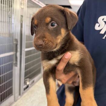 Doberman Pinscher and Shepherd Dogs Available for Adoption in Long Beach, California - Firecracker | PetCurious