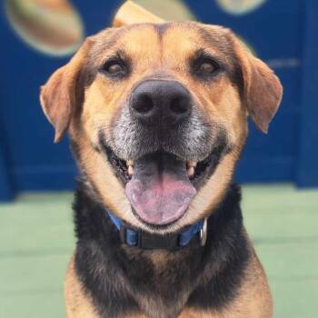 Rescue Mixed Breed Dogs for Adoption in Floresville, Texas - Blue | PetCurious