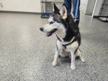 Husky Dogs Available for Adoption in Athens, Alabama - PRINCESS KAULANI | PetCurious