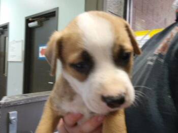 ARTEMIS -  Pit Bull Terrier and Mixed Breed Dog for Adoption in Tulsa, Oklahoma - ARTEMIS | PetCurious