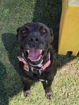Jasmine (HW+) -  Labrador Retriever and Mixed Breed Dog for Adoption in Conway, South Carolina - Jasmine (HW+) | PetCurious