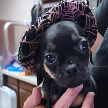 Rescue Chihuahua and Pug Dogs for Adoption in Decatur, Indiana - Zane | PetCurious