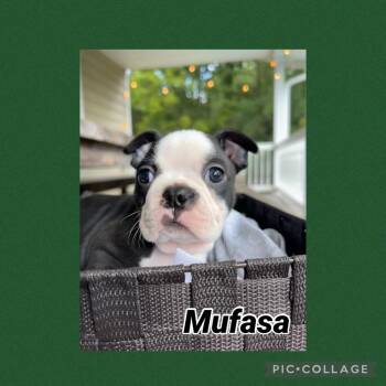 Mufasa S. -  4736 - Hayesville NC -  Boston Terrier Dog for Adoption in Maryville, Tennessee - Mufasa S. -  4736 - Hayesville NC | PetCurious