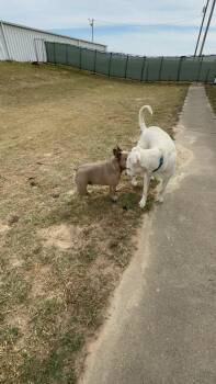 Rescue Labrador Retriever Dogs for Adoption in Plano, Texas - Colt | PetCurious