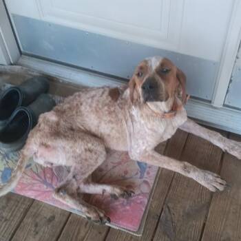 Coonhound Dogs Available for Adoption in Pulaski, Tennessee - TNGC-Stray-1160 | PetCurious