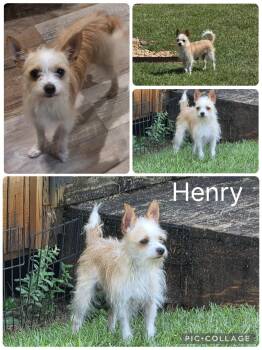 Henry -  Chihuahua Dog for Adoption in Enterprise, Alabama - Henry | PetCurious