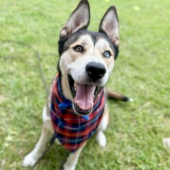 Rescue Siberian Husky Dogs for Adoption in Angleton, Texas - Ken Kix