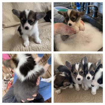 Cardigan Welsh Corgi and Corgi Dogs Available for Adoption in Ada, Minnesota - Flo | PetCurious