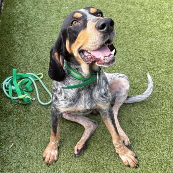 Bristol -  Bluetick Coonhound Dog for Adoption in Charlottesville, Virginia - Bristol | PetCurious