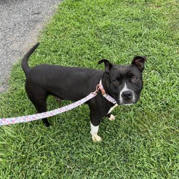 Rescue Pit Bull Terrier and Mixed Breed Dogs for Adoption in Fredericksburg, Virginia - Rosa | PetCurious