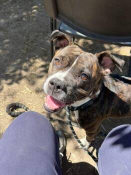 Pit Bull Terrier Dogs Available for Adoption in Chicago, Illinois - Lil Bit | PetCurious