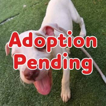 Ace Fuller 26-052 -  Hound and Mixed Breed Dog for Adoption in Little Rock, Arkansas - Ace Fuller 26-052 | PetCurious