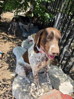German Shorthaired Pointer Dogs Available for Adoption in Las Vegas, Nevada - Frankie | PetCurious