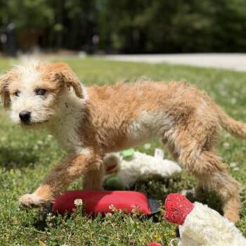 Poodle Dogs Available for Adoption in Locust Fork, Alabama - Chevy | PetCurious