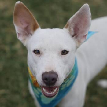MARGIE -  American Staffordshire Terrier Dog for Adoption in San Antonio, Texas - MARGIE | PetCurious