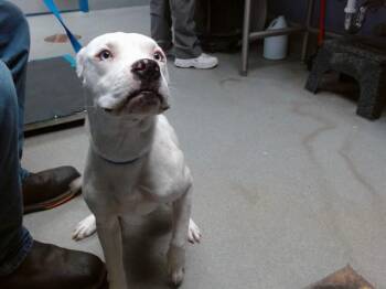 Pit Bull Terrier and Mixed Breed Dogs Available for Adoption in Albuquerque, New Mexico - RACHEL | PetCurious