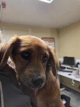 Chihuahua and Mixed Breed Dogs Available for Adoption - CLARA | PetCurious