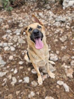 Ms. Sunshine Sasha -  German Shepherd Dog Dog for Adoption in Ridgefield, Washington - Ms. Sunshine Sasha | PetCurious