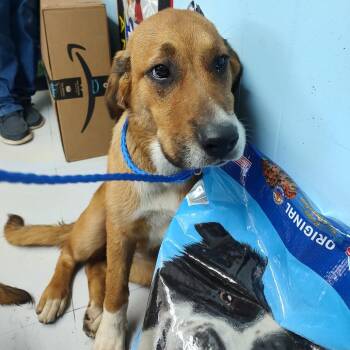 D46140 -  Mixed Breed Dog for Adoption in Corsicana, Texas - D46140 | PetCurious