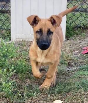 Shepherd and Mixed Breed Dogs Available for Adoption in Conway, South Carolina - Louise | PetCurious