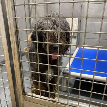 Eclipse -  Poodle and Mixed Breed Dog for Adoption in Austin, Texas - Eclipse | PetCurious