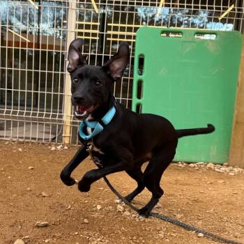 Friday -  Mixed Breed Dog for Adoption in Bentonville, Arkansas - Friday | PetCurious