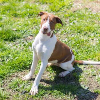 Labrador Retriever and Mixed Breed Dogs Available for Adoption - Lillie | PetCurious